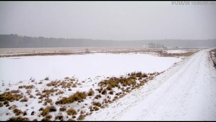 Blackwater Wildlife Refuge Waterfowl Live Webcam - Jan 25, 2026, 10:31am EST