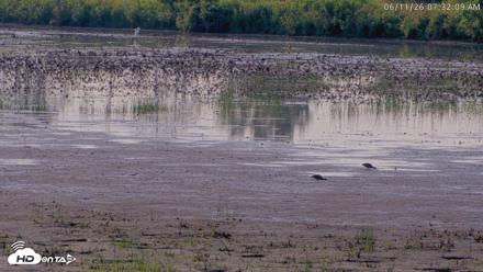 Blackwater Wildlife Refuge Waterfowl Live Webcam - Jun 11, 2026, 7:32am EDT