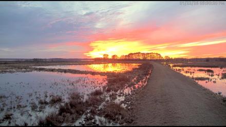 Blackwater Wildlife Refuge Waterfowl Live Webcam - Jan 22, 2026, 5:31pm EST