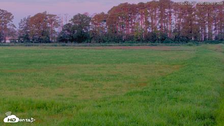 Blackwater Wildlife Refuge Waterfowl Live Webcam - Aug 26, 2026, 6:36am EDT