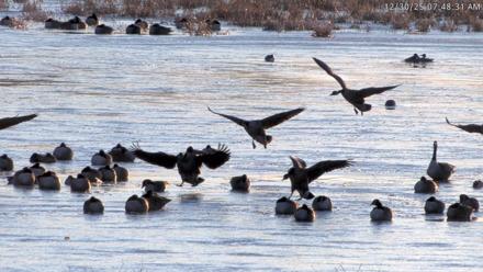 Blackwater Wildlife Refuge Waterfowl Live Webcam - Dec 30, 2025, 7:46am EST