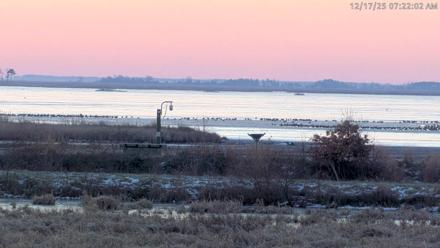 Blackwater Wildlife Refuge Waterfowl Live Webcam - Dec 17, 2025, 7:20am EST