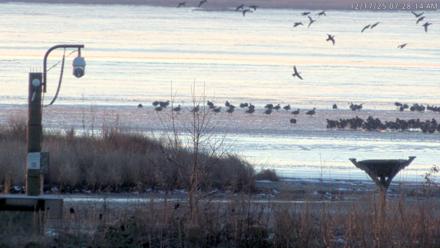 Blackwater Wildlife Refuge Waterfowl Live Webcam - Dec 17, 2025, 7:27am EST