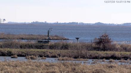 Blackwater Wildlife Refuge Waterfowl Live Webcam - Dec 27, 2025, 12:24pm EST