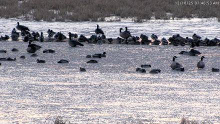 Blackwater Wildlife Refuge Waterfowl Live Webcam - Dec 18, 2025, 7:45am EST