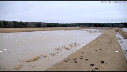 Blackwater Wildlife Refuge Waterfowl Live Webcam - Mar 7, 2026, 12:53pm EST
