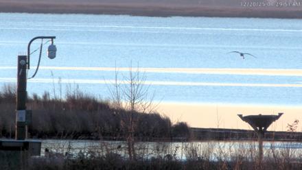 Blackwater Wildlife Refuge Waterfowl Live Webcam - Dec 20, 2025, 7:27am EST