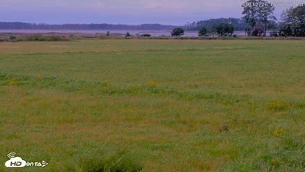 Blackwater Wildlife Refuge Waterfowl Live Webcam - Sep 12, 2026, 10:52am EDT