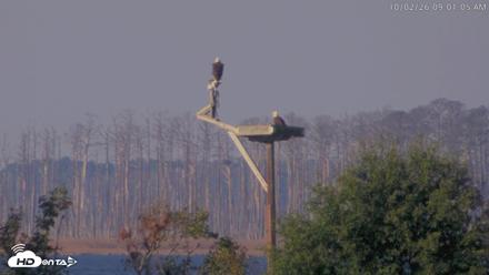 Blackwater Wildlife Refuge Waterfowl Live Webcam - Oct 2, 2026, 9:01am EDT
