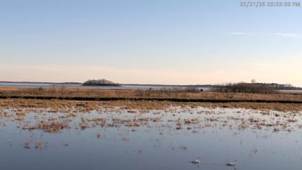 Blackwater Wildlife Refuge Waterfowl Live Webcam - Feb 21, 2026, 5:04pm EST