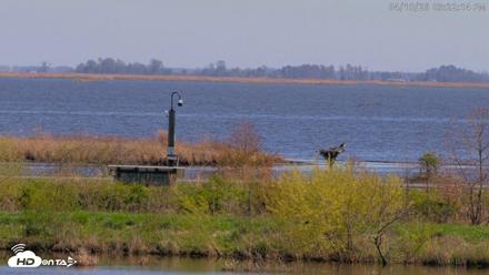 Blackwater Wildlife Refuge Waterfowl Live Webcam - Apr 10, 2026, 3:23pm EDT