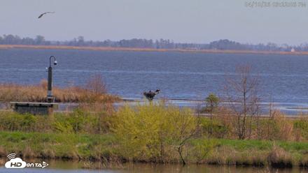 Blackwater Wildlife Refuge Waterfowl Live Webcam - Apr 10, 2026, 3:22pm EDT