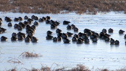 Blackwater Wildlife Refuge Waterfowl Live Webcam - Dec 15, 2025, 7:44am EST