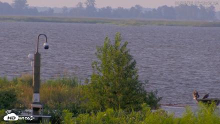 Blackwater Wildlife Refuge Waterfowl Live Webcam - Aug 2, 2026, 7:20am EDT