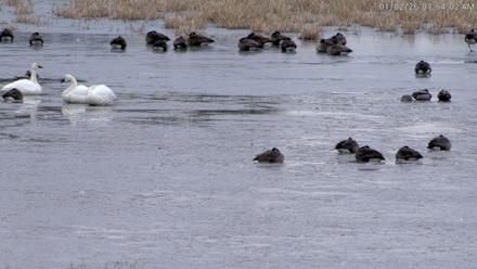 Blackwater Wildlife Refuge Waterfowl Live Webcam - Jan 2, 2026, 7:51am EST