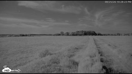 Blackwater Wildlife Refuge Waterfowl Live Webcam - Aug 25, 2026, 10:29pm EDT