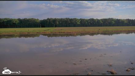 Blackwater Wildlife Refuge Waterfowl Live Webcam - Apr 20, 2026, 7:48am EDT