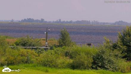 Blackwater Wildlife Refuge Waterfowl Live Webcam - Aug 6, 2026, 3:23pm EDT