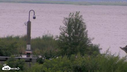 Blackwater Wildlife Refuge Waterfowl Live Webcam - Jul 12, 2026, 11:23am EDT