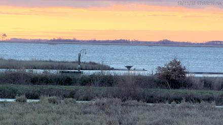 Blackwater Wildlife Refuge Waterfowl Live Webcam - Dec 11, 2025, 7:20am EST