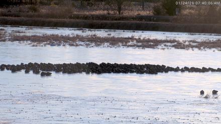 Blackwater Wildlife Refuge Waterfowl Live Webcam - Jan 24, 2026, 7:40am EST