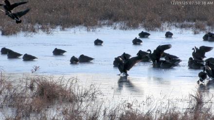 Blackwater Wildlife Refuge Waterfowl Live Webcam - Dec 9, 2025, 7:49am EST