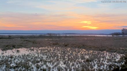Blackwater Wildlife Refuge Waterfowl Live Webcam - Dec 27, 2025, 4:52pm EST