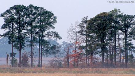 Blackwater Wildlife Refuge Waterfowl Live Webcam - Nov 21, 2025, 6:46am EST