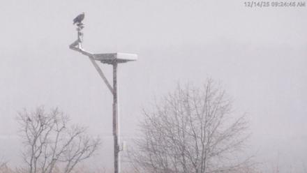 Blackwater Wildlife Refuge Waterfowl Live Webcam - Dec 14, 2025, 9:23am EST