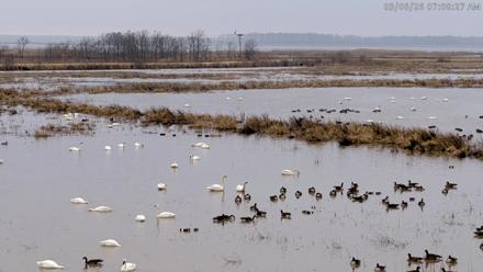 Blackwater Wildlife Refuge Waterfowl Live Webcam - Mar 6, 2026, 7:09am EST