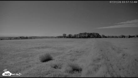 Blackwater Wildlife Refuge Waterfowl Live Webcam - Jul 31, 2026, 3:58am EDT