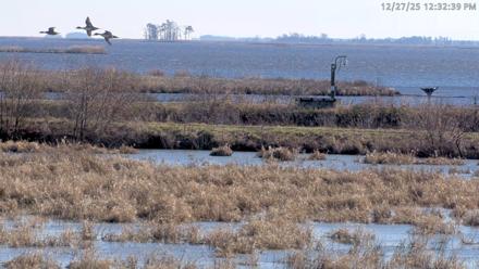 Blackwater Wildlife Refuge Waterfowl Live Webcam - Dec 27, 2025, 12:29pm EST