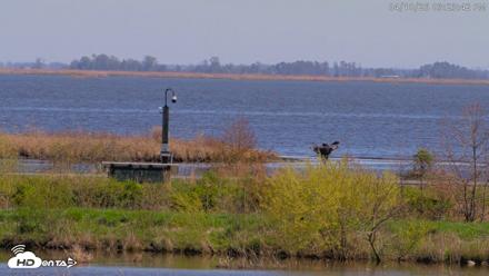 Blackwater Wildlife Refuge Waterfowl Live Webcam - Apr 10, 2026, 3:24pm EDT