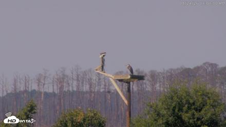 Blackwater Wildlife Refuge Waterfowl Live Webcam - Aug 24, 2026, 11:01am EDT