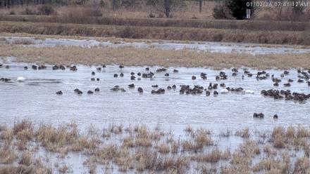 Blackwater Wildlife Refuge Waterfowl Live Webcam - Jan 2, 2026, 7:38am EST
