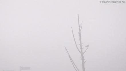 Blackwater Wildlife Refuge Waterfowl Live Webcam - Apr 2, 2026, 8:39am EDT