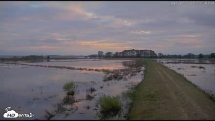 Blackwater Wildlife Refuge Waterfowl Live Webcam - Apr 26, 2026, 7:29pm EDT