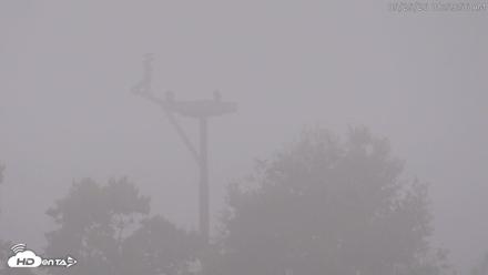 Blackwater Wildlife Refuge Waterfowl Live Webcam - May 25, 2026, 9:00am EDT