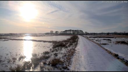 Blackwater Wildlife Refuge Waterfowl Live Webcam - Jan 29, 2026, 4:22pm EST
