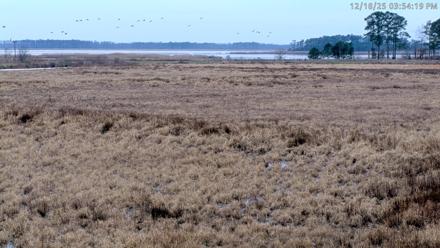 Blackwater Wildlife Refuge Waterfowl Live Webcam - Dec 18, 2025, 3:51pm EST