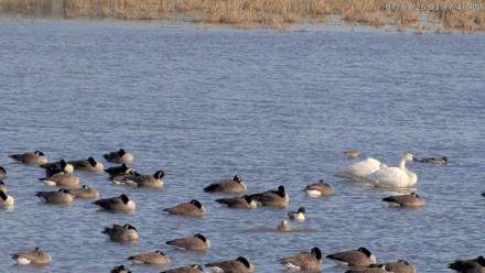 Blackwater Wildlife Refuge Waterfowl Live Webcam - Jan 13, 2026, 3:18pm EST