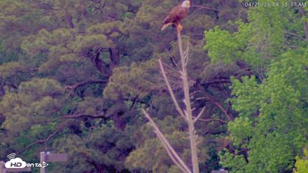 Blackwater Wildlife Refuge Waterfowl Live Webcam - Apr 26, 2026, 8:13am EDT