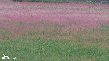 Blackwater Wildlife Refuge Waterfowl Live Webcam - Sep 13, 2026, 11:34am EDT
