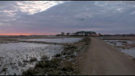 Blackwater Wildlife Refuge Waterfowl Live Webcam - Jan 16, 2026, 5:39pm EST