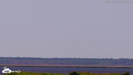 Blackwater Wildlife Refuge Waterfowl Live Webcam - Jun 12, 2026, 11:06am EDT