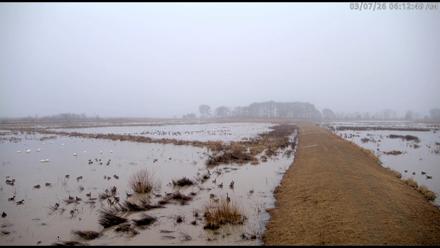 Blackwater Wildlife Refuge Waterfowl Live Webcam - Mar 7, 2026, 6:13am EST