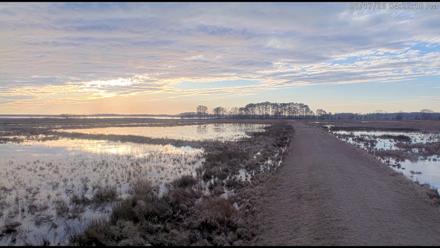 Blackwater Wildlife Refuge Waterfowl Live Webcam - Jan 17, 2026, 4:22pm EST