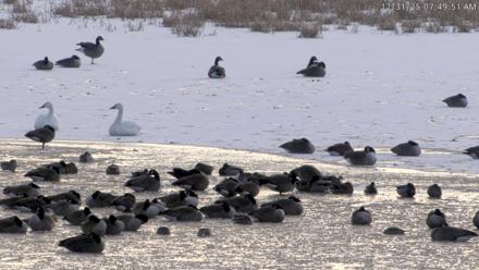Blackwater Wildlife Refuge Waterfowl Live Webcam - Dec 31, 2025, 7:46am EST