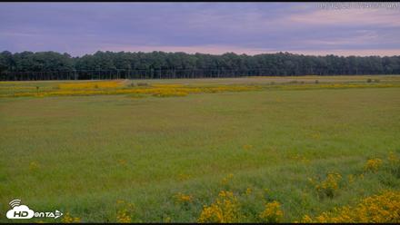 Blackwater Wildlife Refuge Waterfowl Live Webcam - Sep 12, 2026, 7:47am EDT