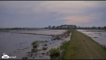 Blackwater Wildlife Refuge Waterfowl Live Webcam - May 6, 2026, 5:32pm EDT
